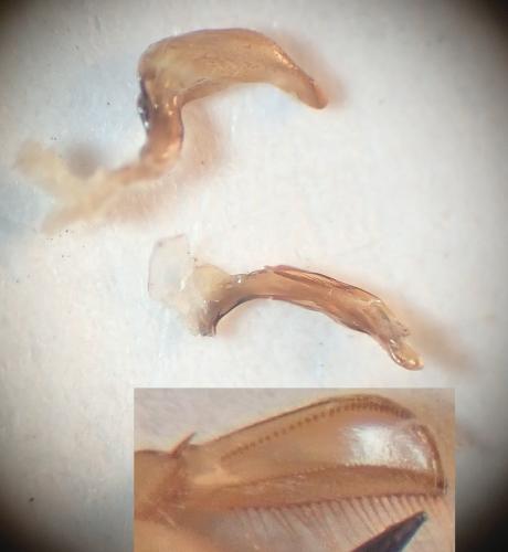 Réf. 272 940 : Corixa panzeri